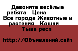 Девонята весёлые ребята › Цена ­ 25 000 - Все города Животные и растения » Кошки   . Тыва респ.